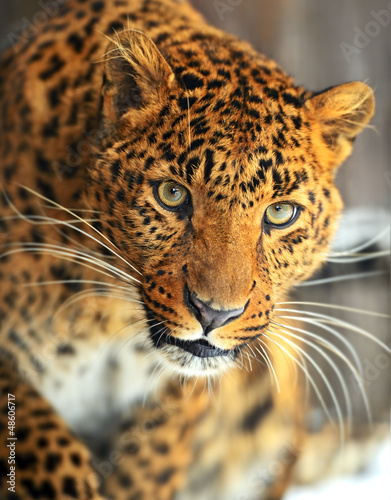 Canvas Print Leopard