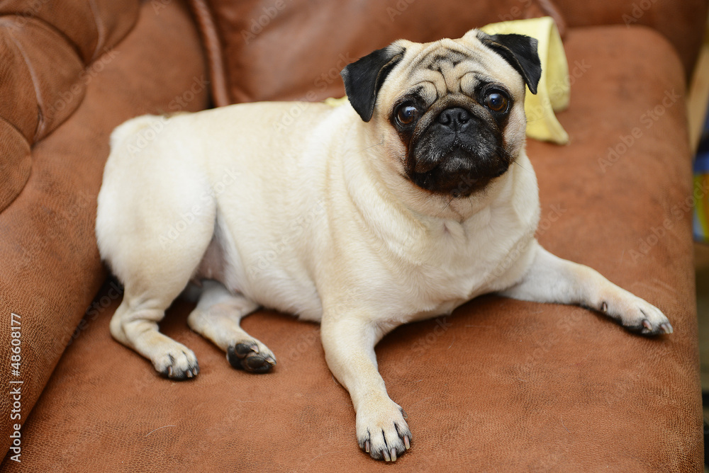 Fototapeta premium Pug dog sitting on the sofa