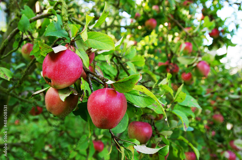 Ripe red apples on apple tree