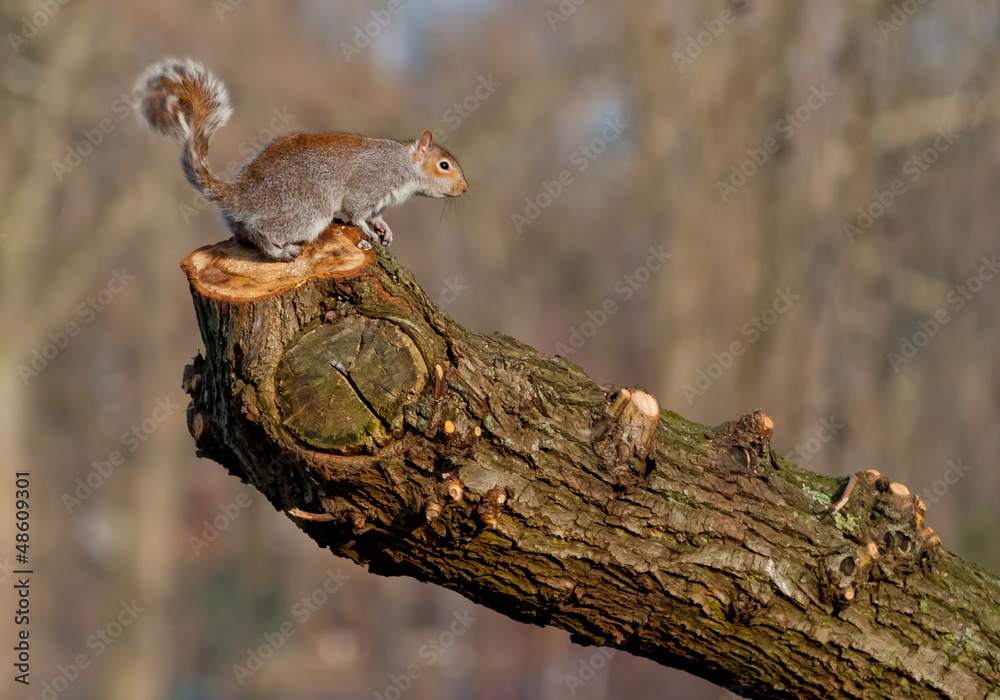 Obraz premium Grey squirrel on a tree