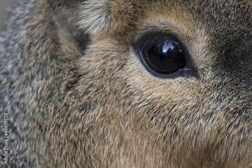 Wallpaper Mural Eye of a Patagonian cavy Torontodigital.ca