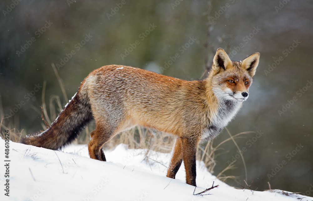 Red fox in a snowy landscape Red fox in a snowy landscape