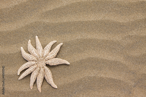 Sea star on beach sand background