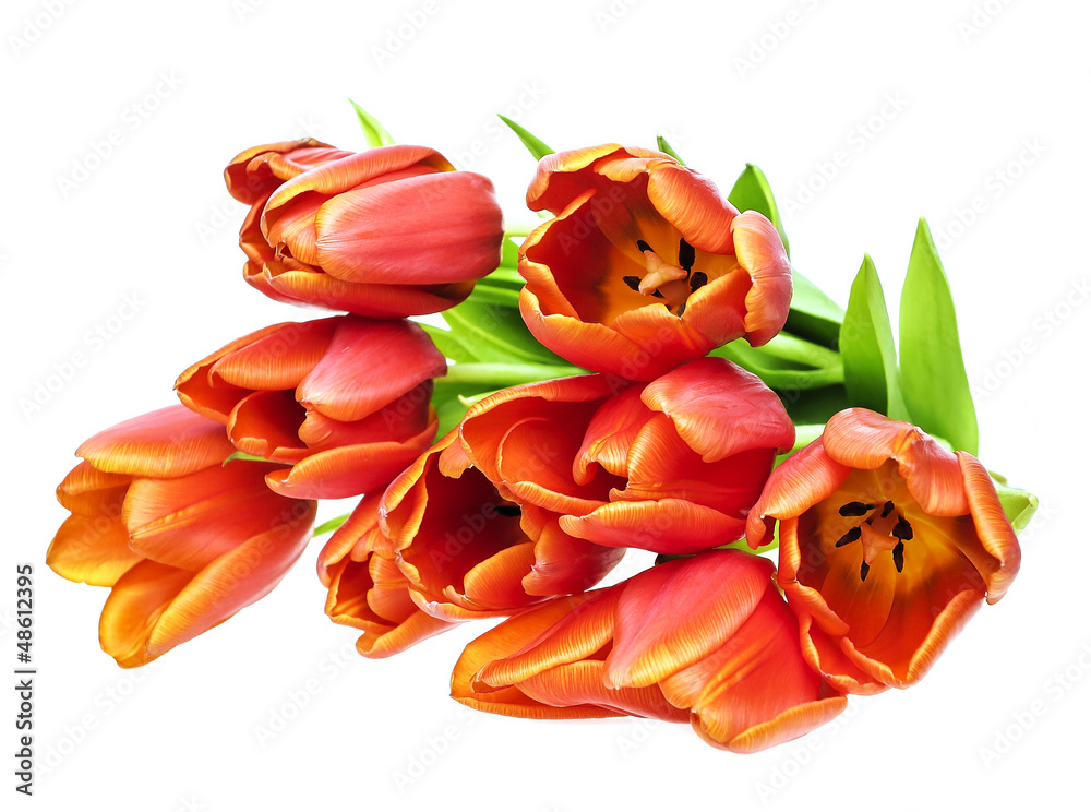 red tulips close up red tulips close up