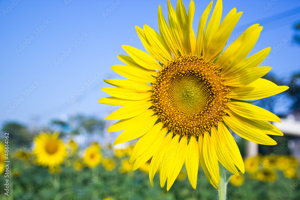 Sunflower