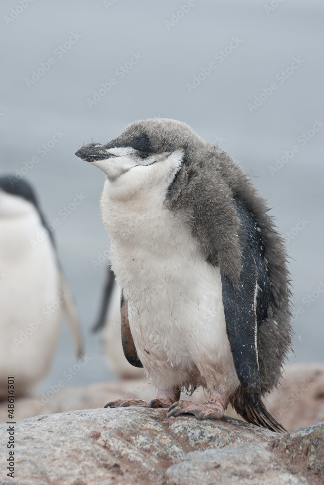 Fototapeta premium Antarctic penguin chick who almost molted.
