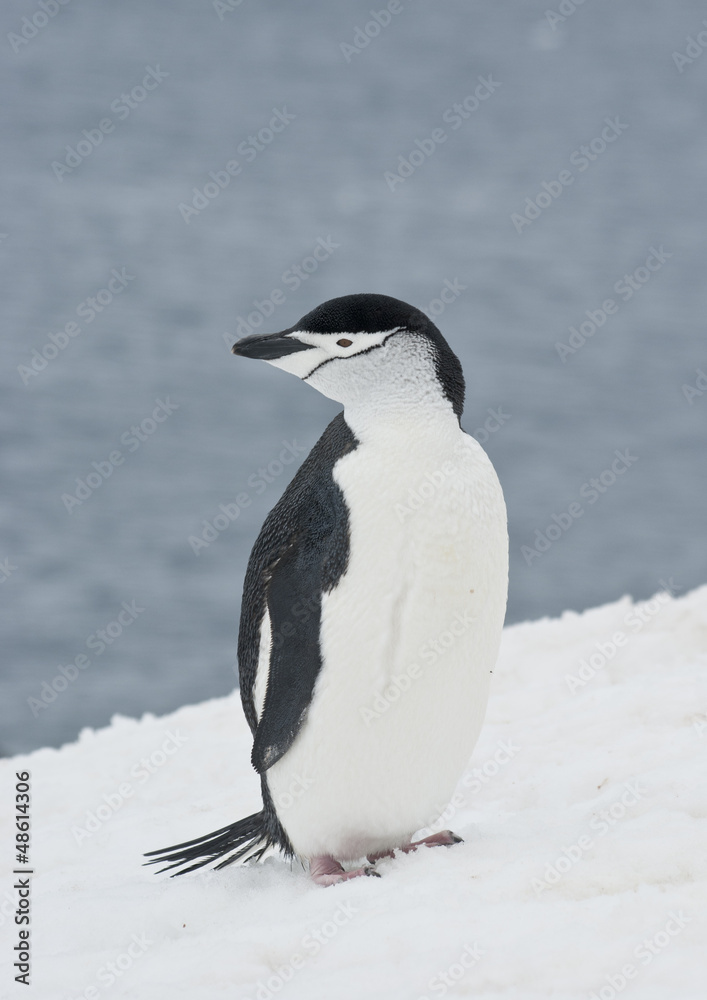 Fototapeta premium Antarctic penguin on a ski slope.