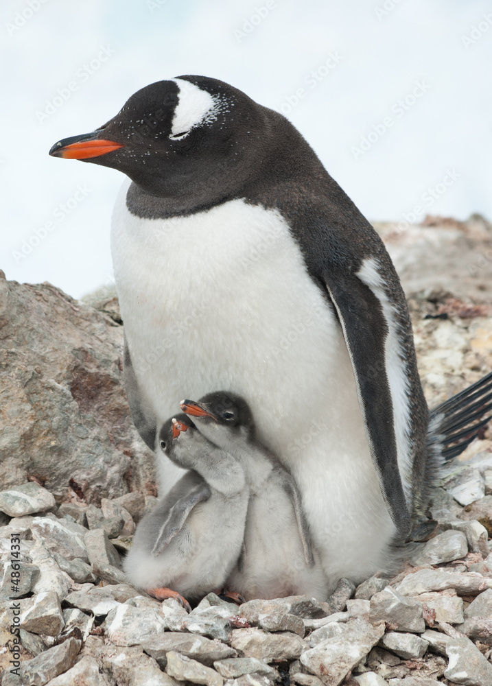Fototapeta premium Gentoo penguin female sitting on the nest.