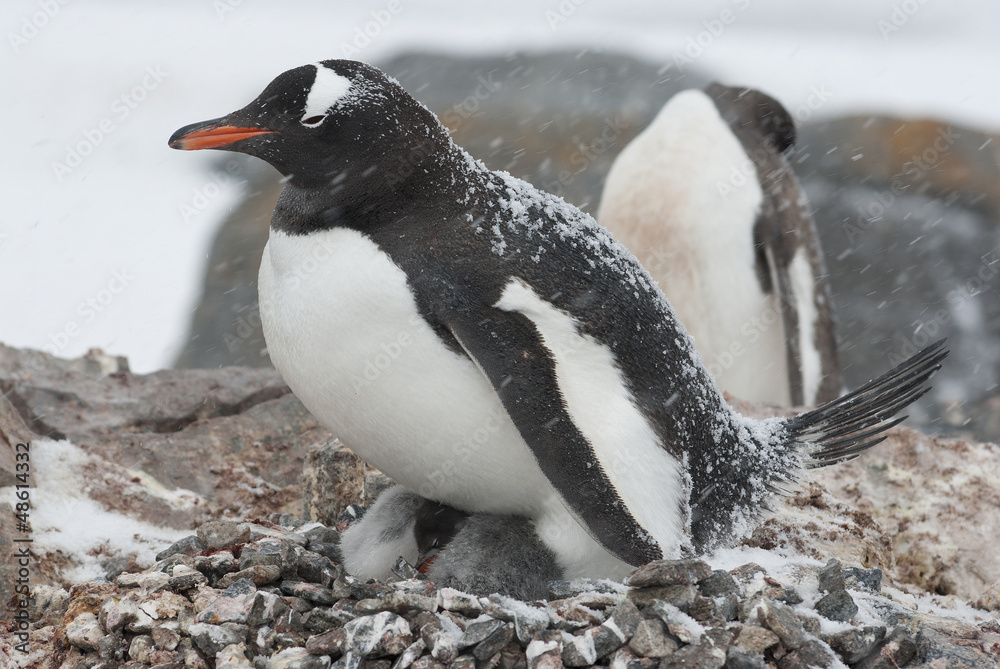 Fototapeta premium Gentoo penguin in the nest during a snowfall