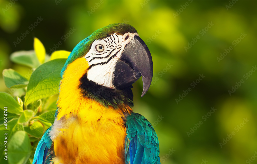 Closeup of Green-winged macaw