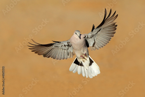 Foto Cape turtle dove in flight