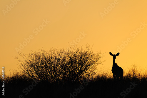 Antelope silhouette against a yellow sky, Kalahari desert