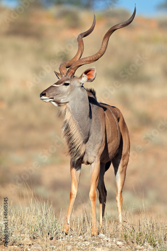 Kudu antelope