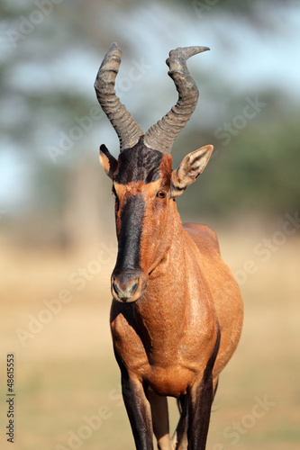 Red hartebeest antelope portrait photo