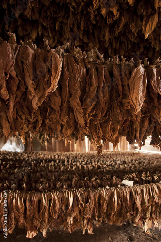 Drying of tobacco leaves, Vinales, Cuba