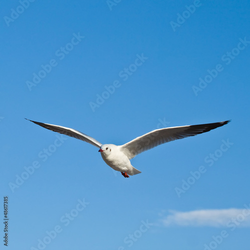 Seagull in blu sky background