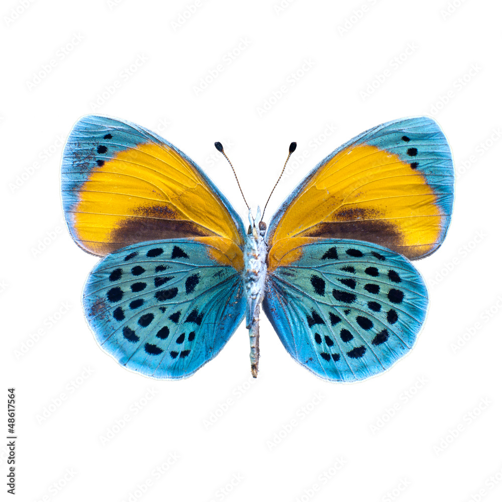 Fototapeta premium Papillon sur fond blanc en haute definition