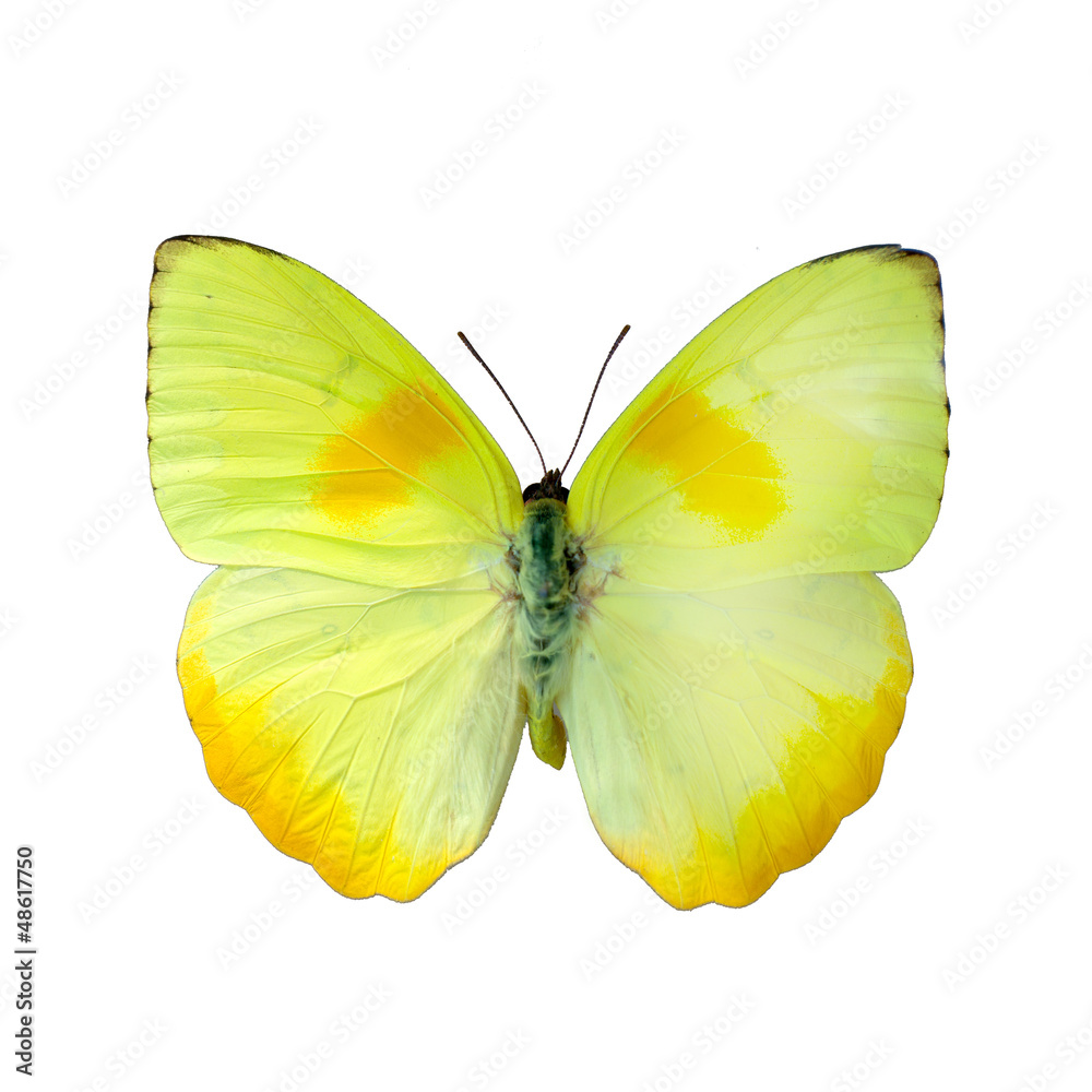 Fototapeta premium Papillon sur fond blanc en haute definition