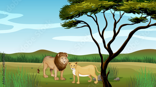Fototapeta Naklejka Na Ścianę i Meble -  A lion and a tiger