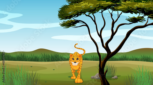 A leopard