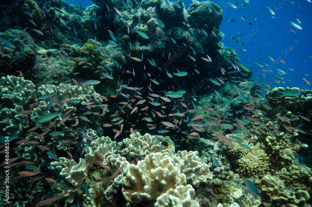 Obraz premium 幼魚の群れ