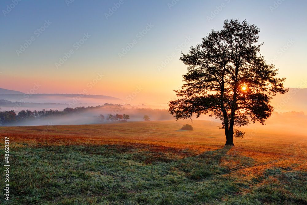 Naklejka premium Alone tree on meadow at sunset with sun and mist