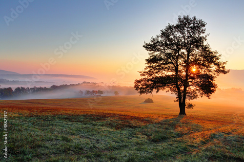 Alone tree on meadow at sunset with sun and mist