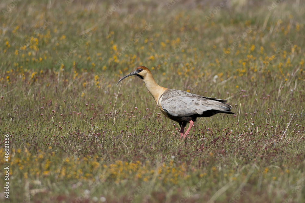 Naklejka premium Black-faced Ibis on the Grass