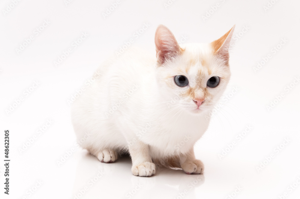 white Cat