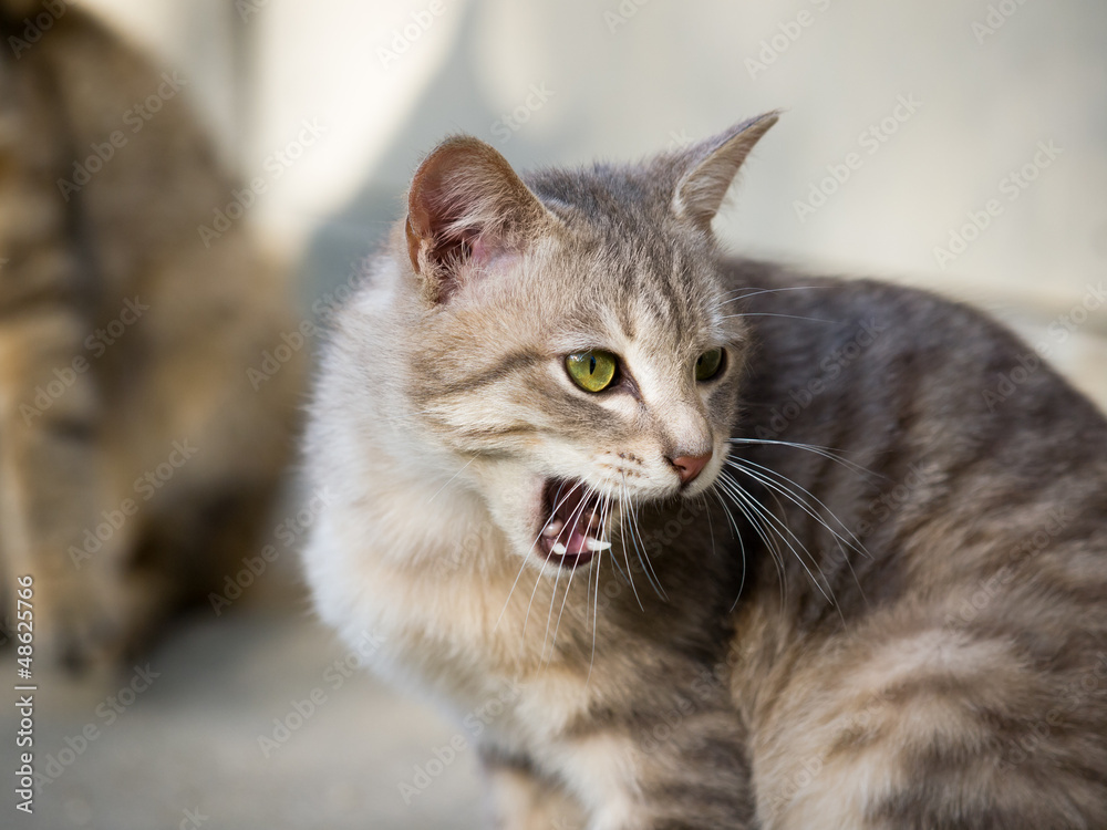 Cat yawning Cat yawning