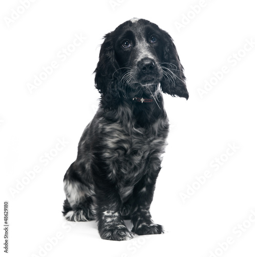 Fototapeta Naklejka Na Ścianę i Meble -  Cocker Spaniel puppy dog
