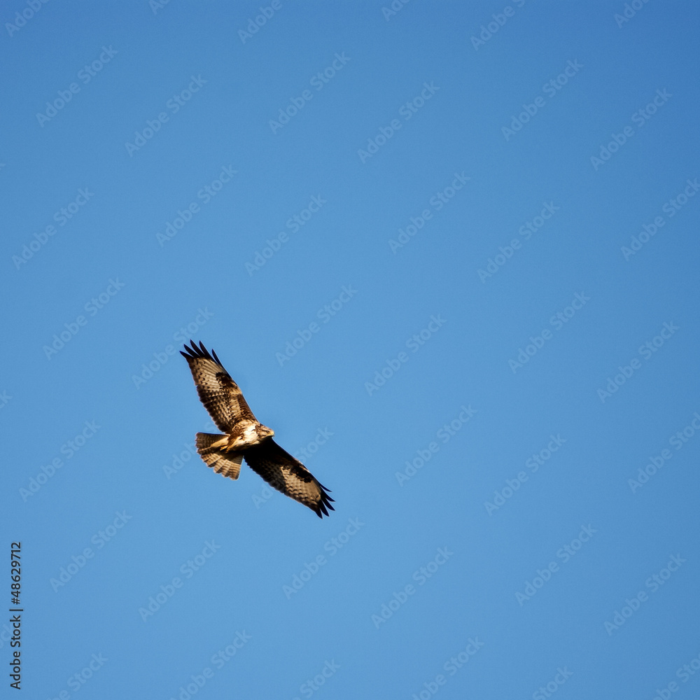 Bussard im Flug