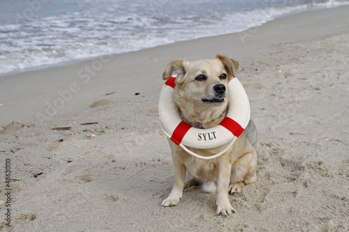 Fototapeta Naklejka Na Ścianę i Meble -  Am Hundestrand