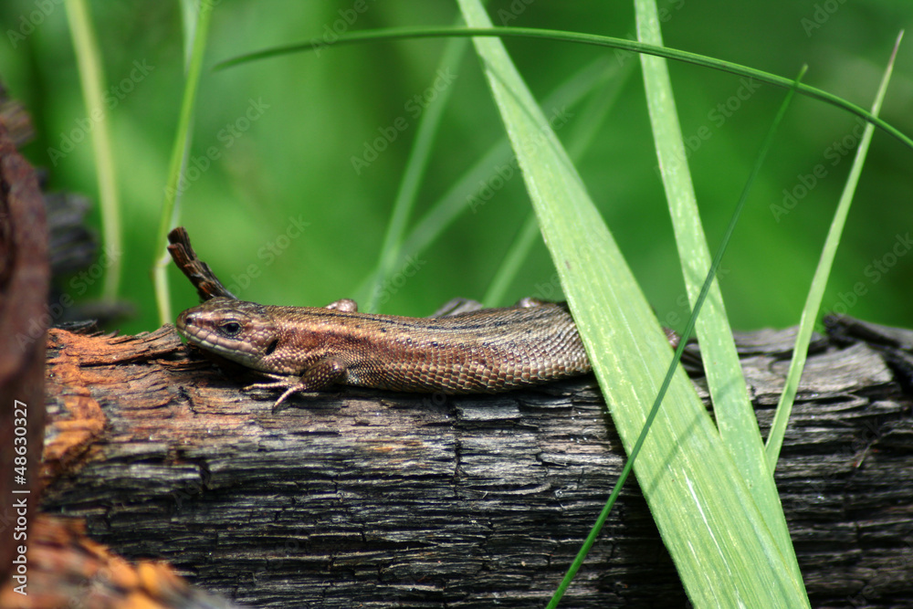 close up lizard relaxing on the wood in the grass close up lizard relaxing on the wood in the grass
