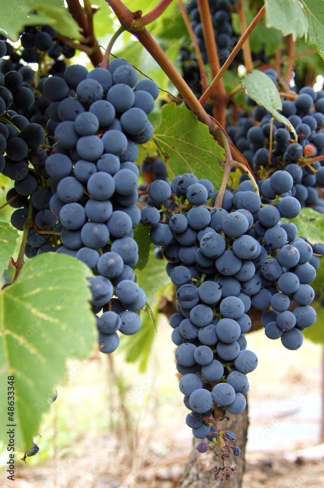 Fototapeta premium Vineyard