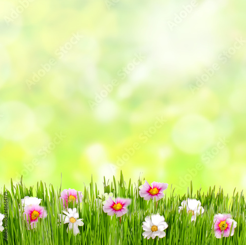 Frühlingswiese mit Blumen