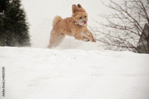 Small dog running & jumping in snow © chelle129