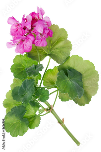 Ideal  pink flower Geranium