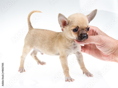 expressive portrait Chihuahua puppy © Andrei Starostin