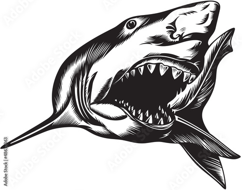 Big aggressive shark with open mouth