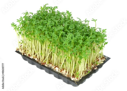 Watercress in a plastic tray on a white background