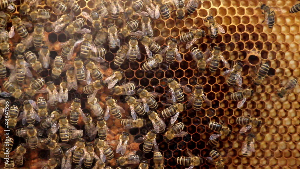 Honey and bees Honey and bees