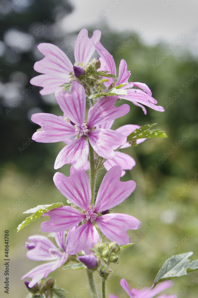 common mallow