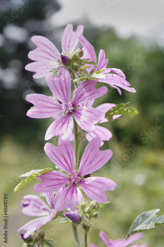 common mallow