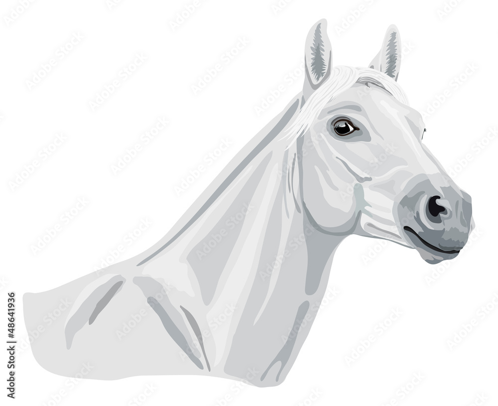 weißes arabisches Pferd - Kopfstudie
