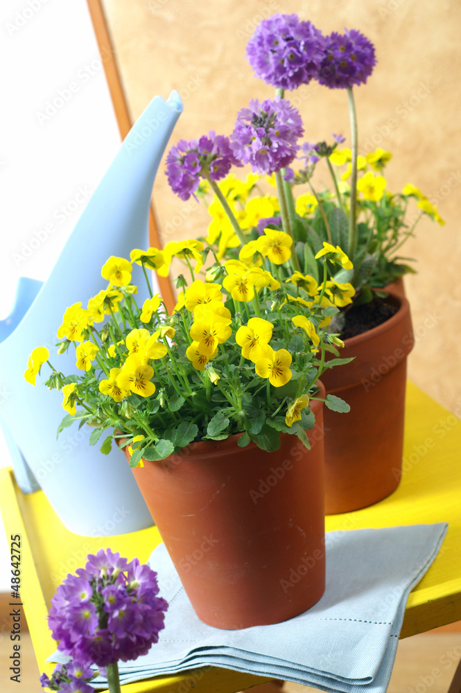 Beautiful pansies and primrose in the interior - obrazy, fototapety, plakaty 