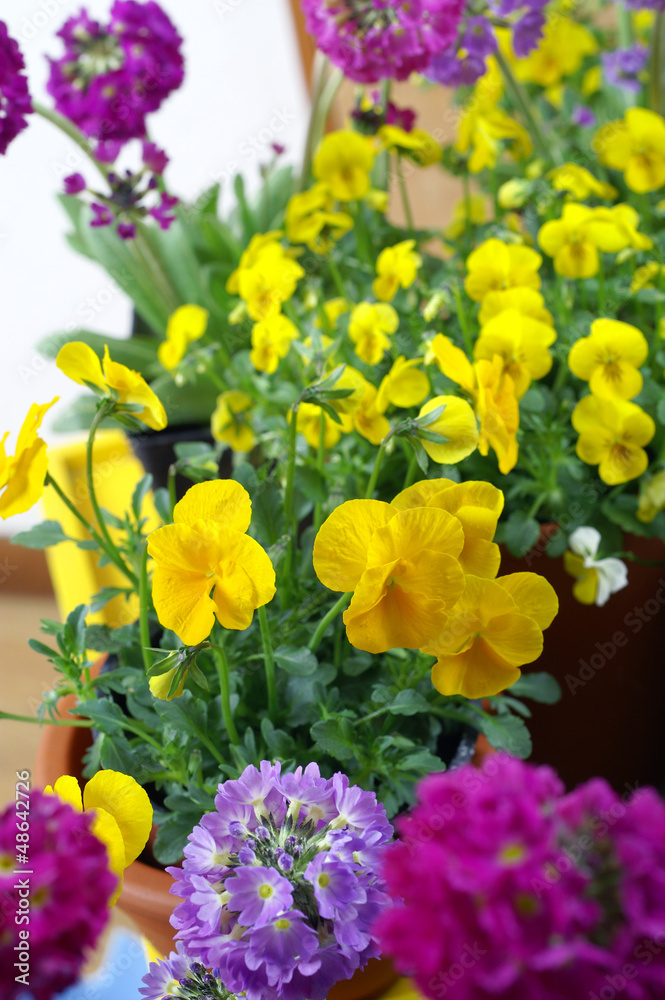 Beautiful pansies and primrose on the terrace - obrazy, fototapety, plakaty 