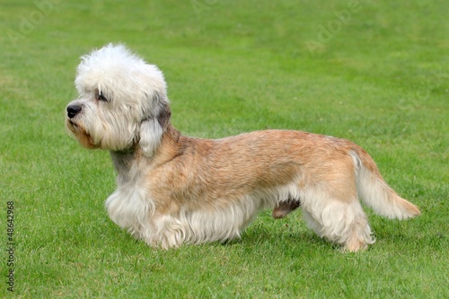 The funny Dandie Dinmont Terrier on the green grass