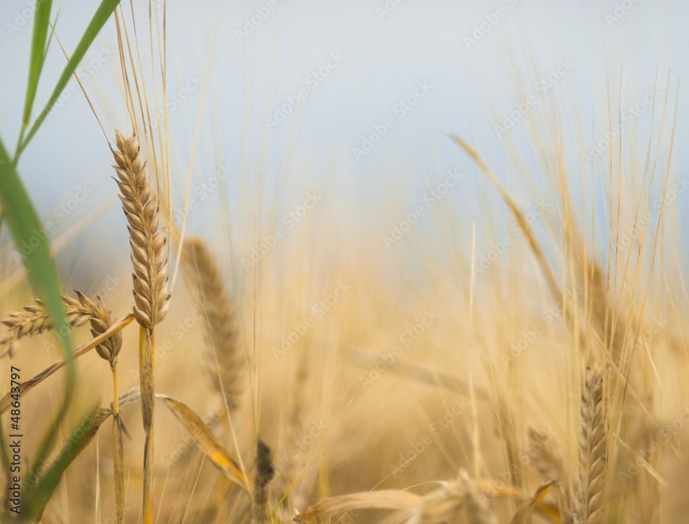 Fototapeta premium Colorful closeup of ripe barley ear on overcast autumn day.
