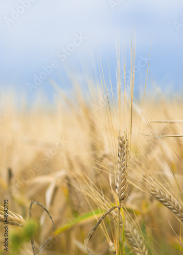Colorful closeup of ripe barley ear on overcast autumn day.